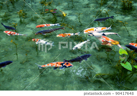Mysterious and beautiful, Monet's Pond where carps swim Mysterious and beautiful, Monet's Pond where carps swim 90417648