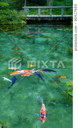 Mysterious and beautiful, Monet's Pond where carps swim 90417669