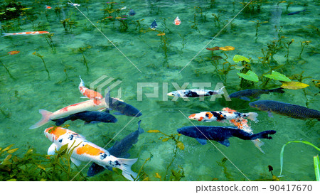 Mysterious and beautiful, Monet's Pond where carps swim 90417670