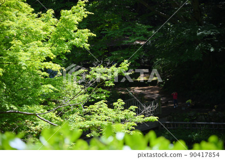 Momiji fresh green 90417854