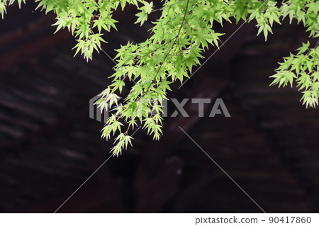 Momiji fresh green 90417860