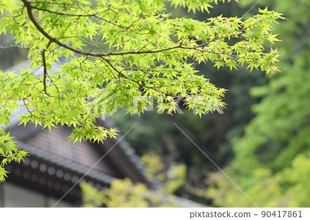 Momiji fresh green Momiji fresh green 90417861