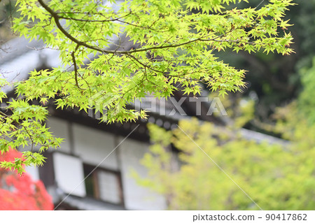 Momiji fresh green Momiji fresh green 90417862