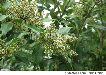 Wax-leaf bud Wax-leaf bud 90417984