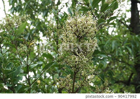 Wax-leaf bud 90417992