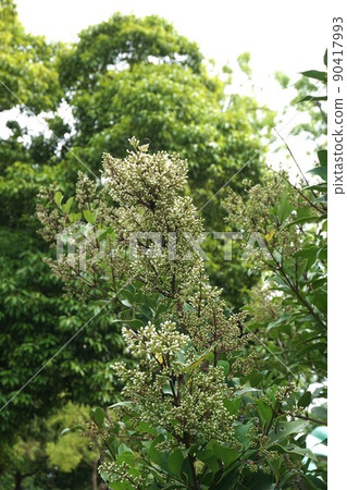 Wax-leaf bud Wax-leaf bud 90417993