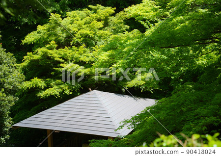 Momiji fresh green 90418024