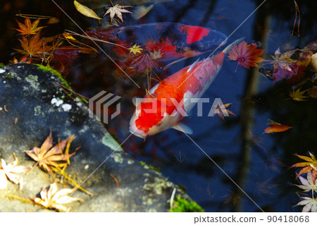 Autumn Leaves and Nishikigoi (Yamagata) 90418068