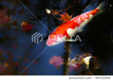 Autumn Leaves and Nishikigoi (Yamagata) 90418069