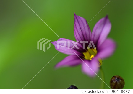Purple flowers of Sisyrinchium rosacea (Saitama Prefecture / May) 90418077