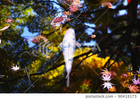 Autumnal leaves and Nishikigoi 90418173