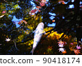 Autumnal leaves and Nishikigoi 90418174
