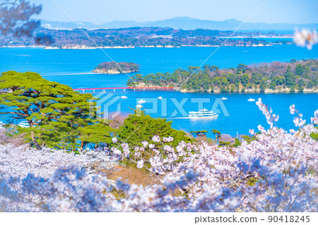 從日本三大名勝之一的松島公園看到的櫻花和松島灣(宮城縣松島町) 從日本三大名勝之一的松島公園看到的櫻花和松島灣(宮城縣松島町) 90418245