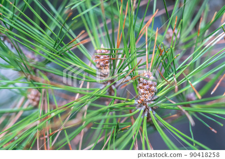 Pine cones, pine cones, pine needles 90418258