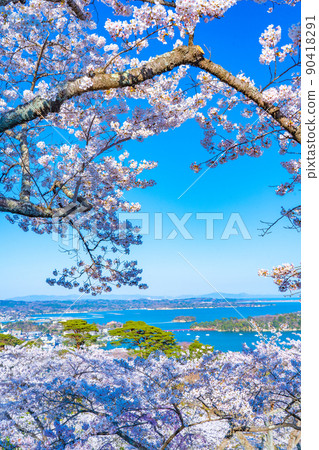 從日本三大名勝之一的松島公園看到的櫻花和松島灣（宮城縣松島町） 90418291