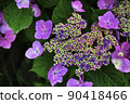 Hydrangea bewitching 90418466