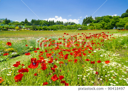 Poppy and wheat field 90418497
