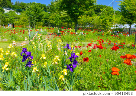 Poppy and iris flower fields Poppy and iris flower fields 90418498