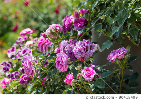 Dark pink rose Dark pink rose 90418499