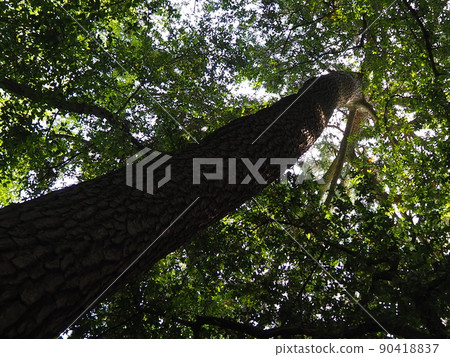 A tree that grows high in the sky A tree that grows high in the sky 90418837