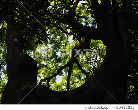 Fresh green and tree silhouette Fresh green and tree silhouette 90418838