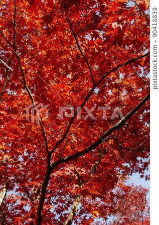 autumn autumn 90418839