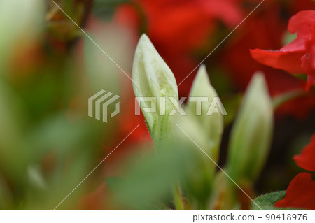 杜鵑花特寫 90418976