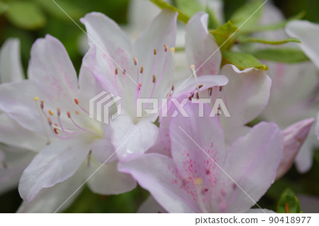 杜鵑花特寫 杜鵑花特寫 90418977