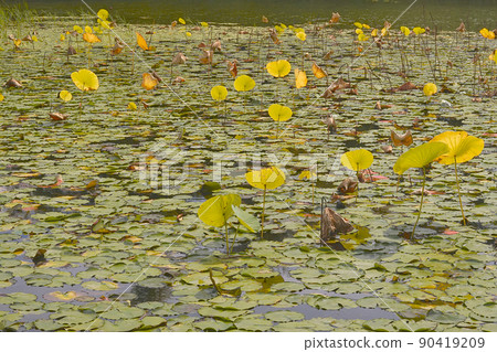 Yellow leaves 90419209