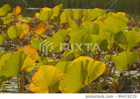Yellow leaves 90419210