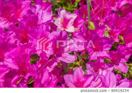 Azalea in Maishima, Osaka, taken in May 90419254