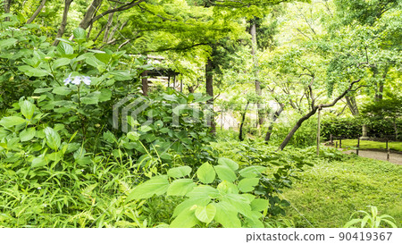 Sankeien, a scenic spot in Honmoku, Naka-ku, Yokohama City, Kanagawa Prefecture, where the fresh green is dazzling 90419367