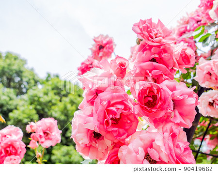 初夏美景,繽紛繽紛的春日玫瑰盛開 初夏美景,繽紛繽紛的春日玫瑰盛開 90419682