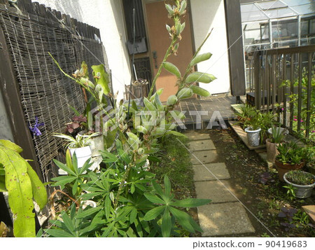 有紫色和黃色花朵和種子的羽扇豆 90419683