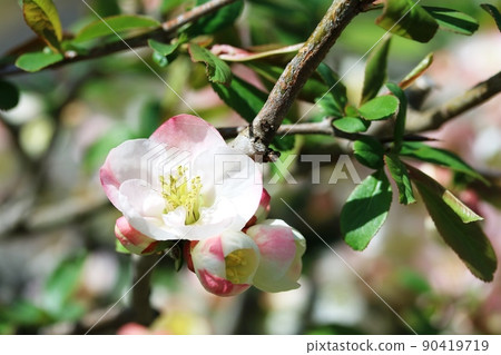 The tip of the petals of white quince is slightly pink. The tip of the petals of white quince is slightly pink. 90419719