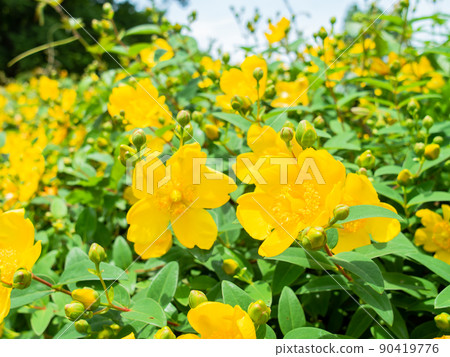 Beautiful scenery of early summer: A vibrant yellow hide coat that bloomed in full bloom 90419776
