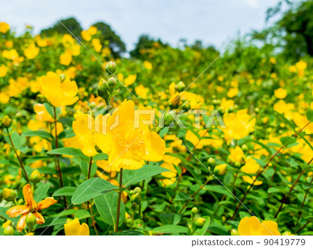 Beautiful scenery of early summer: A vibrant yellow hide coat that bloomed in full bloom 90419779