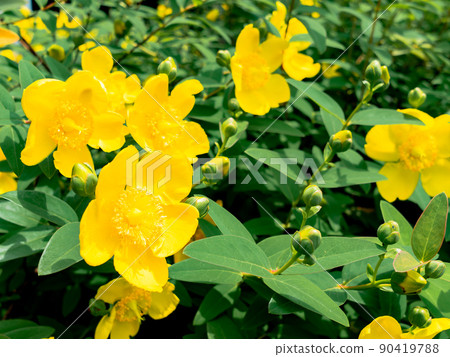 Beautiful scenery of early summer: A vibrant yellow hide coat that bloomed in full bloom 90419788