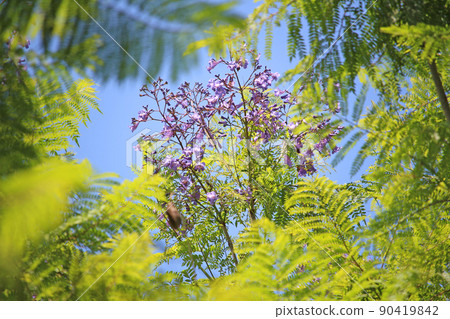Early summer blue sky and Jacaranda-Enshu Nada Seaside Park Early summer blue sky and Jacaranda-Enshu Nada Seaside Park 90419842