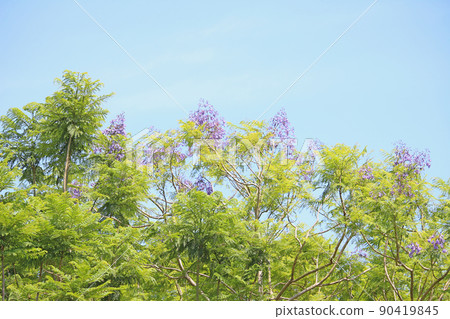 Early summer blue sky and Jacaranda-Enshu Nada Seaside Park 90419845