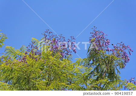 Early summer blue sky and Jacaranda-Enshu Nada Seaside Park Early summer blue sky and Jacaranda-Enshu Nada Seaside Park 90419857