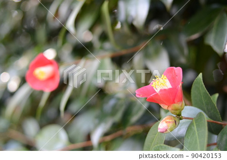 京都城南宮盛開的山茶花 90420153