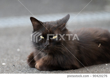 黑貓放鬆 90420276