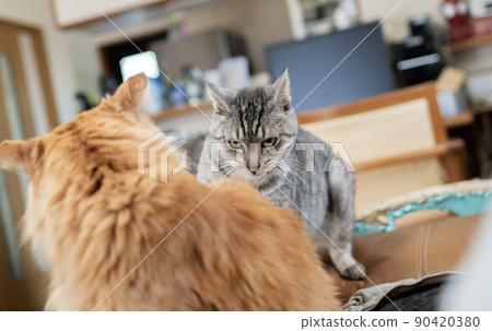 Two cats glaring at each other Two cats glaring at each other 90420380