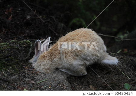 Brown rabbit digging a hole Brown rabbit digging a hole 90420434