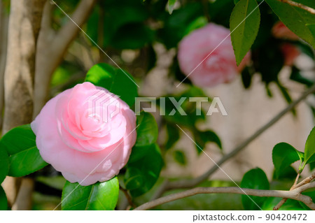 Maiden camellia pink 90420472