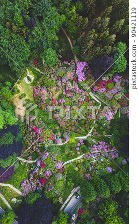 Aerial top down view of colorful blooming rhododendron shrubs among the trees. Aerial top down view of colorful blooming rhododendron shrubs among the trees. 90421119