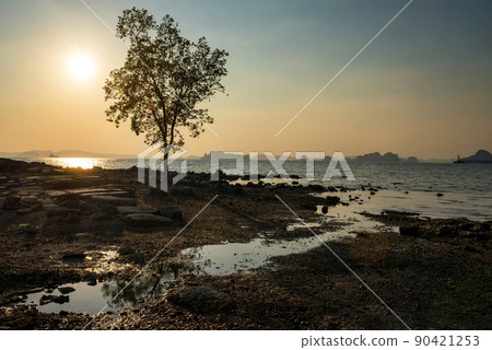 Tree and rock on beach at sunset, Krabi 90421253