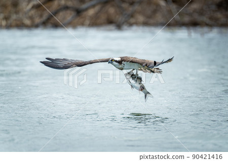 北海道春天的魚鷹挑戰。 北海道春天的魚鷹挑戰。 90421416