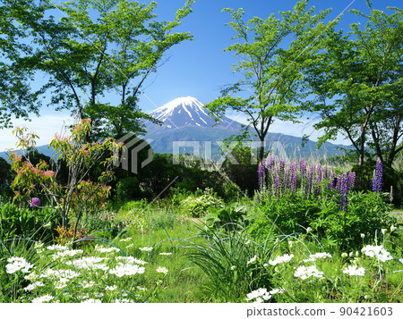 山梨縣大石公園花園和初夏的富士 90421603